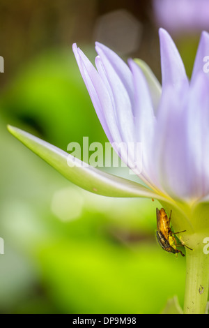 Insect spawn under purple lotus petals Stock Photo - Alamy