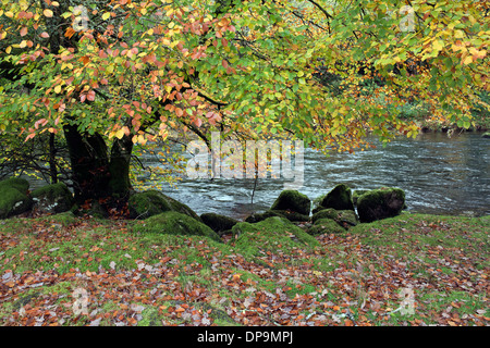 Stunning autumn colour from beautiful mature Beech trees on river walk in the village of Betws Y Coed Snowdonia National Park Gw Stock Photo