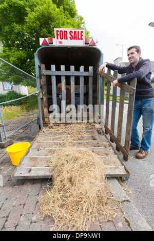 A man sells small ponies from a horse trailer at the weekly market in the center of Ballyshannon in Donegal Stock Photo
