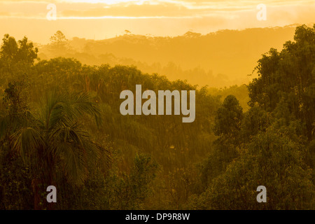 Monsoon rain in a rainforest at sunset Stock Photo