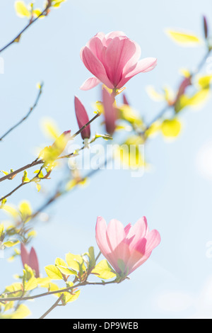 Closeup of pink magnolia flowers growing on a tree at spring with blue sky in the background