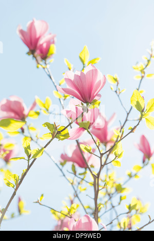 Closeup of pink magnolia flowers growing on a tree at spring with blue sky in the background