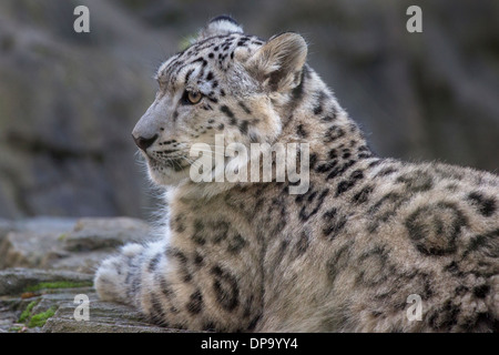 Snow Leopard cub, 7 months old Stock Photo