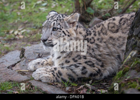Snow Leopard cub, 7 months old Stock Photo