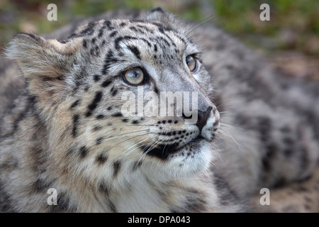 Snow Leopard cub, 7 months old Stock Photo