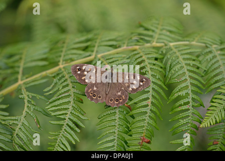 Speckled wood (Pararge aegeria) perched on bracken. Stock Photo