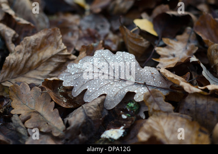 Autumnal fallen leaves covered with glistening morning dew drops. Stock Photo