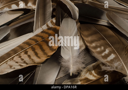 Close up of a collection of bird feathers from birds of prey and others Stock Photo