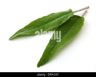 fresh sage Stock Photo