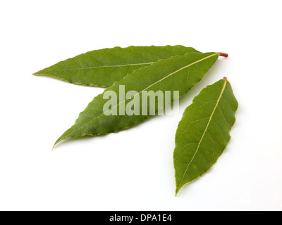 fresh bay leaf Stock Photo