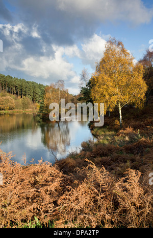 Stunning autumnal hues tints and colour from trees reflected in the waters of Fair Oak pools on Cannock Chase AONBt