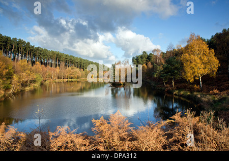 Stunning autumnal hues tints and colour from trees reflected in the waters of Fair Oak pools on Cannock Chase AONB