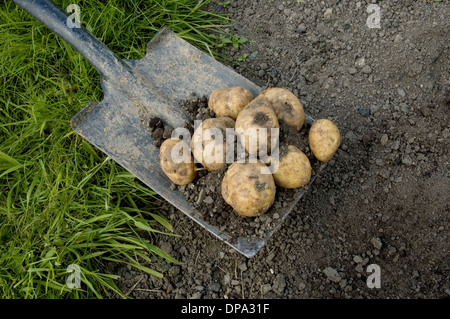 new potatoes on spade