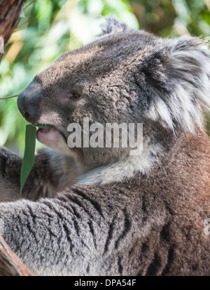 Koala bear in tree Australian marsupial  bear in tree eating close up koala eating Stock Photo