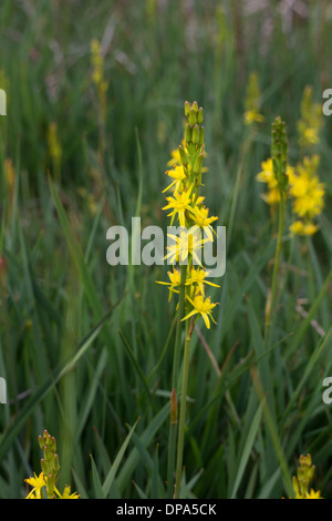 Bog Asphodel narthecium ossifragum on the Moor House Nature Reserve Teesdale County Durham UK Stock Photo