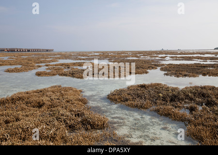 Bleached Coral at Low tide on Hudhuranfushi Island, North Male Atoll, The Maldives Stock Photo
