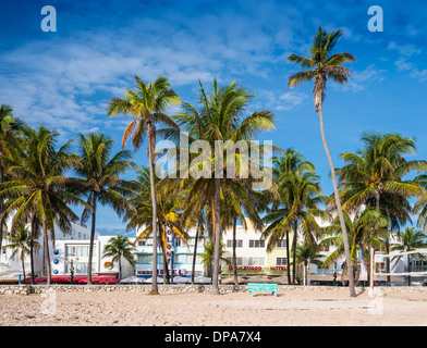 MIAMI, FLORIDA - JANUARY 6, 2014: Palm trees line Ocean Drive. The road is the main thoroughfare through South Beach. Stock Photo