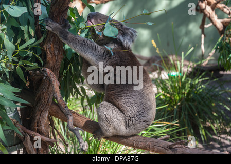 Koala bear in tree Australian marsupial  bear in tree asleep Stock Photo