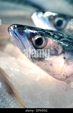 Herring at fish market / North Shields Fish Quay Stock Photo