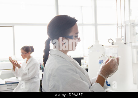 Biology students working in lab Stock Photo