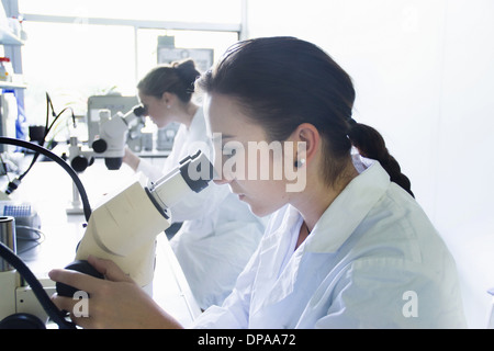 Biology students using microscopes Stock Photo