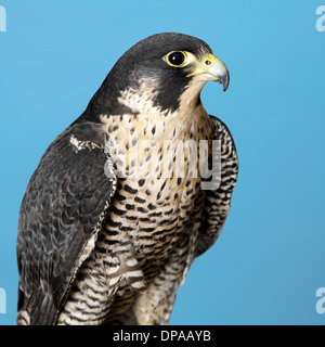 Peregrine Falcon Stock Photo