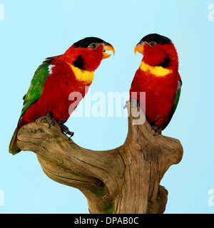 Yellow Bibbed Lories on wooden sculpture Stock Photo