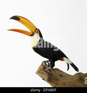 Toco Toucan on tree stump Stock Photo