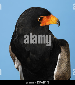 Bateleur Eagle Stock Photo