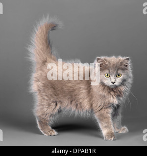 Long haired blue grey kitten Stock Photo