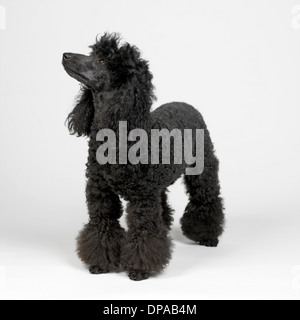 Black Miniature Poodle Stock Photo