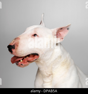 English Bull Terrier panting Stock Photo