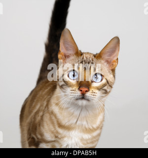 Bengal Blue Eyed Snow Stock Photo