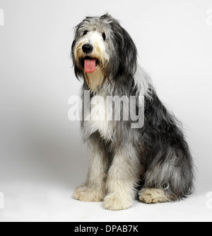 Old English Sheepdog with tongue hanging out Stock Photo