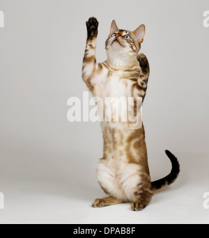 Bengal Blue Eyed Snow on hind legs Stock Photo