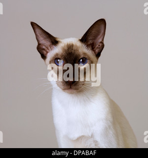 Portrait of Seal Point Siamese Stock Photo