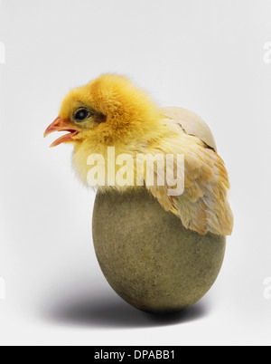 Chick emerging from egg Stock Photo