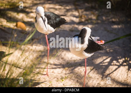 Australian wetland birds pair of stilt stint bird on one leg one cleaning Stock Photo