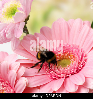 Bee on pink Gerbera Stock Photo