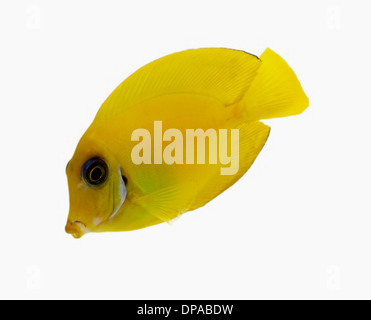 Yellow Tang Stock Photo