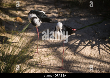 Australian wetland birds stilt and stint pair on one leg Stock Photo