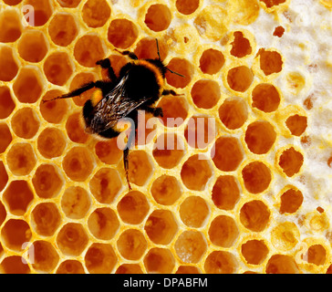 Bee on honey comb Stock Photo