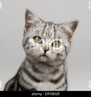 Young silver tabby cat Stock Photo