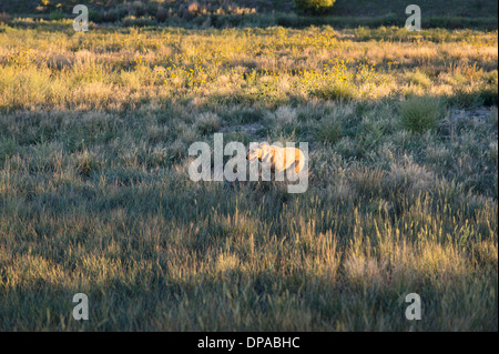 Yellow Lab running through a field in Colorado Stock Photo