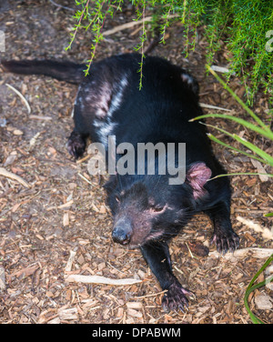 close up shots of the Tasmanian Devil portrait Australia marsupial Stock Photo