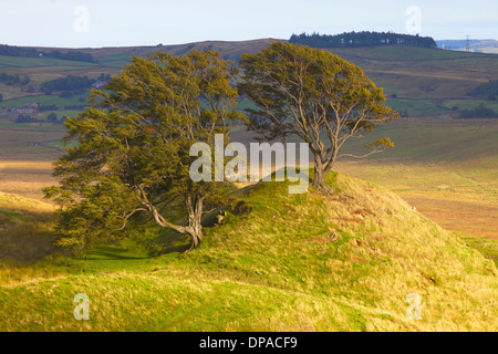 Trees on Hillock near Walltown Hadrian's Wall Path National Trail