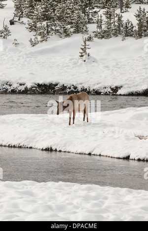 Cow elk near a snowy river in Yellowstone National Park. Stock Photo