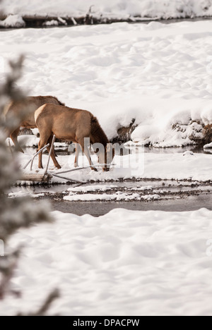 Cow Elk near a snowy river in Yellowstone National Park. Stock Photo