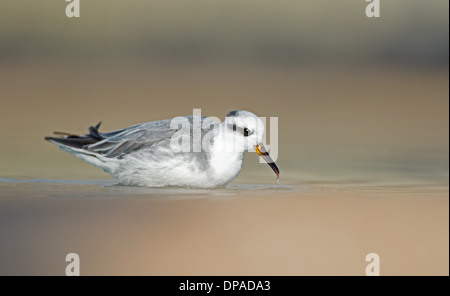 Grey Phalarope-Phalaropus fulicarius Feeding. Stock Photo