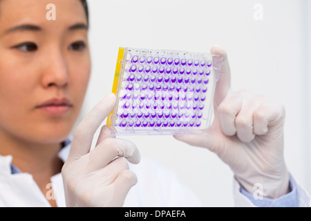Close up of female scientist examining samples in microtiter plate with crystal violet solution Stock Photo